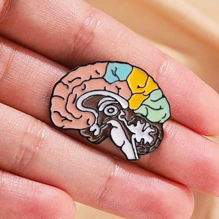 Pin Lóbulos cerebrales