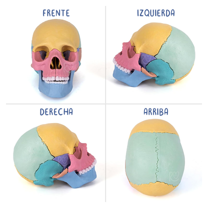 Modelo Cráneo Armable
