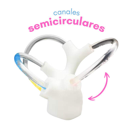 Modelo Oído Canales Semicirculares